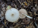 Entoloma albidum image