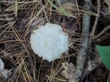 Entoloma albidum image