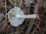 Entoloma albidum image