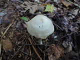 Entoloma albidum image