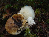 Lactarius bertillonii image