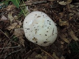 Russula subterfurcata image