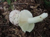 Russula subterfurcata image