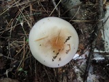 Lepista glaucocana image