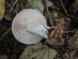 Lepista glaucocana image