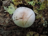 Lepista glaucocana image