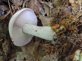 Lepista glaucocana image