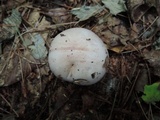 Lepista glaucocana image
