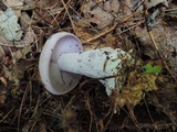 Lepista glaucocana image