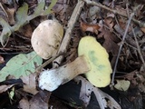 Boletus pallidus image