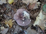 Russula cyanoxantha image