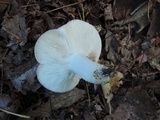 Russula cyanoxantha image