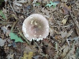Russula cyanoxantha image