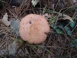 Lactarius vinaceorufescens image