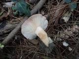 Lactarius vinaceorufescens image