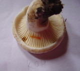 Lactarius bertillonii image