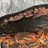Phellinus gilvus image