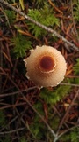 Lepiota magnispora image