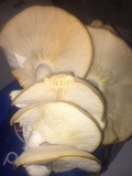 Hypsizygus marmoreus image