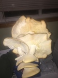Hypsizygus marmoreus image