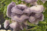 Chondrostereum purpureum image