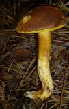 Leccinum rubropunctum image