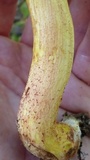 Leccinum rubropunctum image