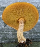 Suillus hirtellus image