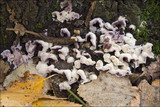 Chondrostereum purpureum image