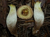 Boletus pallidus image