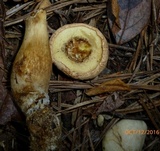 Boletus pallidus image
