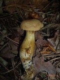 Boletus pallidus image