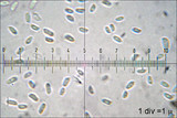Chondrostereum purpureum image