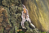 Chondrostereum purpureum image