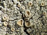 Ochrolechia tartarea image