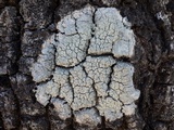 Pertusaria pertusa image