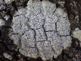 Pertusaria albescens var. albescens image