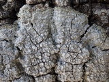 Pertusaria albescens var. albescens image