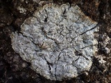 Pertusaria albescens var. albescens image