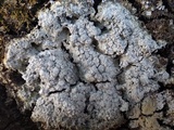 Pertusaria albescens var. albescens image