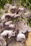 Chondrostereum purpureum image