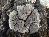 Degelia plumbea image