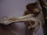 Tricholoma portentosum image