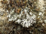 Phaeophyscia hispidula image