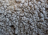 Pertusaria pertusa image