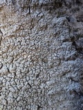 Pertusaria pertusa image