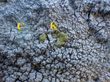 Pertusaria pertusa image