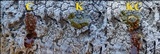 Diploschistes scruposus image