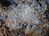 Pertusaria lactea image
