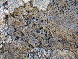 Buellia leptocline image